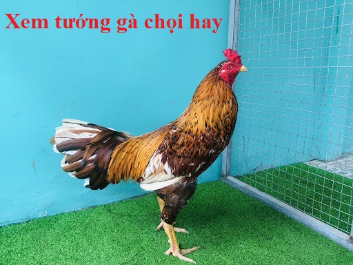 Xem tướng gà đá hay