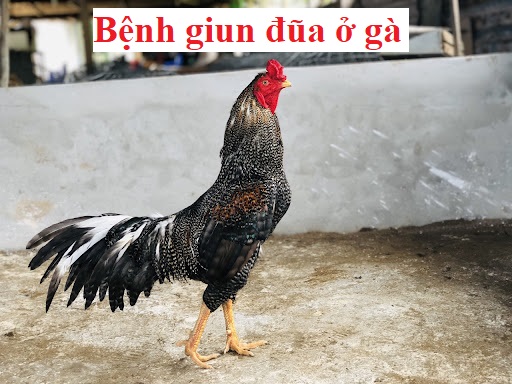 bệnh giun đũ ở gà