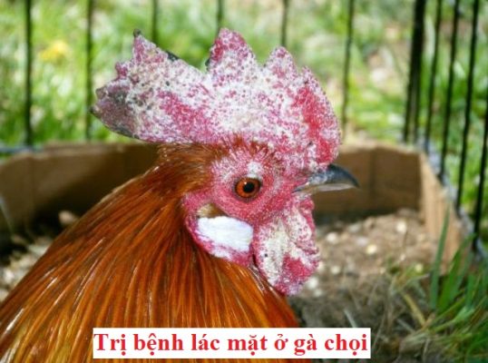 Bệnh lác mặt ở gà