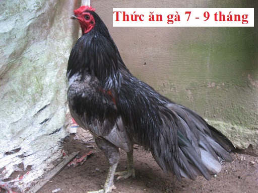 gà 7 - 9 tháng tuổi