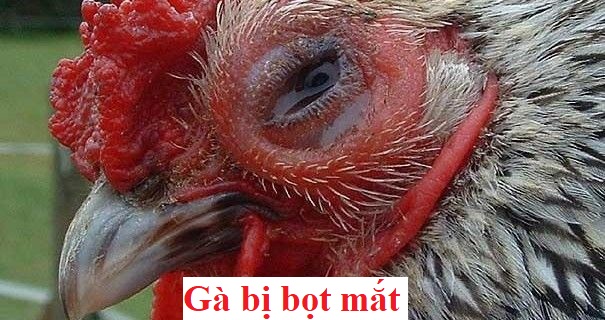 Gà bị bọt mắt