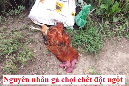 Gà chọi chết đột ngột