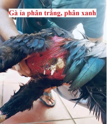 Gà ỉa phân xanh trắng