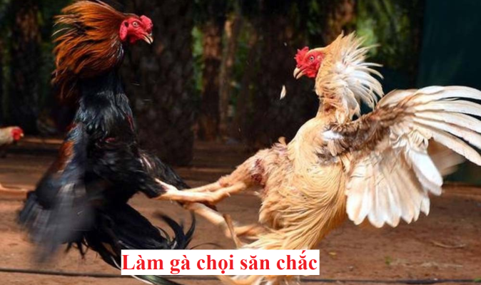 làm cho gà săn chắc