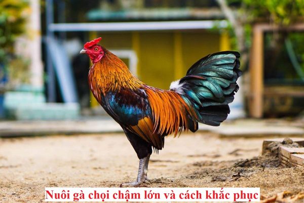 Nuôi gà chậm lớn