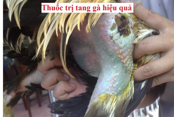 Thuốc trị tang gà