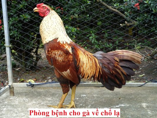 Gà về chổ lạ