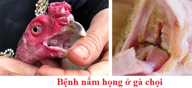 Bệnh nấm họng ở gà