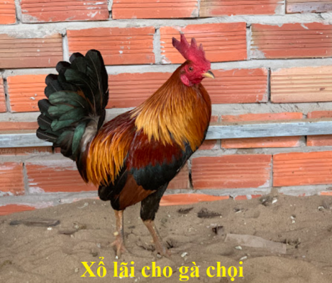 Xổ lãi cho gà