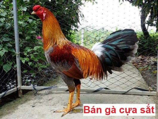 Bán gà cựa sắt