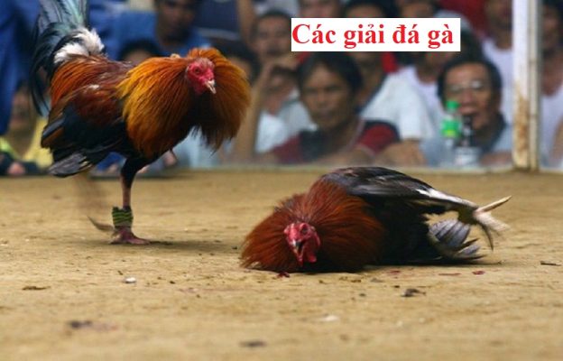 Các giải đá gà