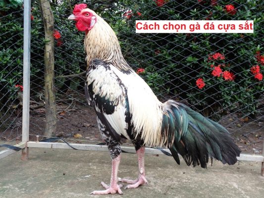 Cách chọn gà đá