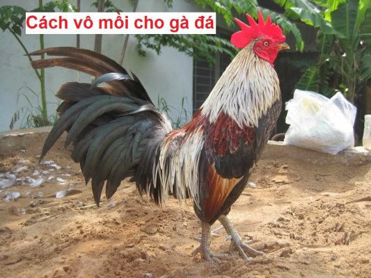 Cách vô mồi cho gà