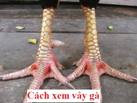 Cách xem vảy gà đá