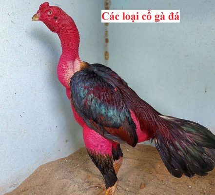 cổ gà chọi