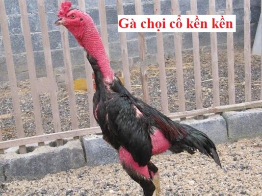 Gà chọi cổ kền kền