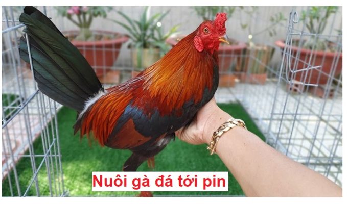 Nuôi gà đá tới pin