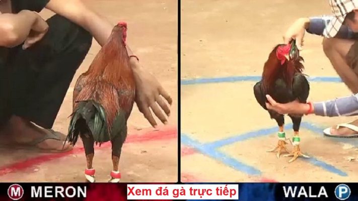 Xem đá gà trực tiếp