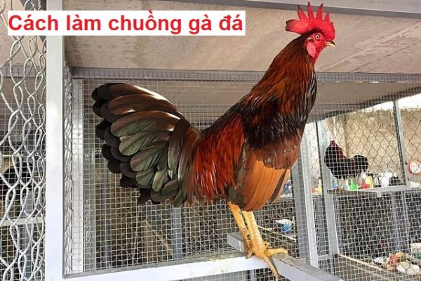 Cách làm chuồng gà đá