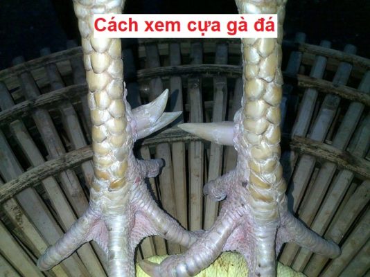 Cách xem cựa gà đá