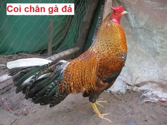 Coi chân gà đá