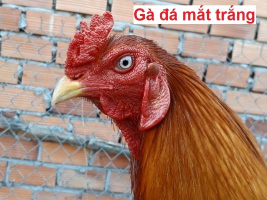 Gà đá mắt trắng