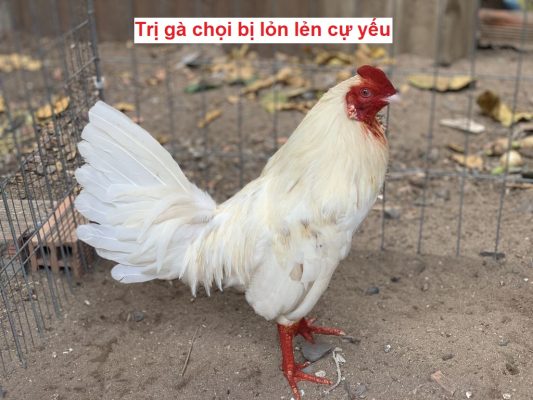 Trị gà lỏn lẻn