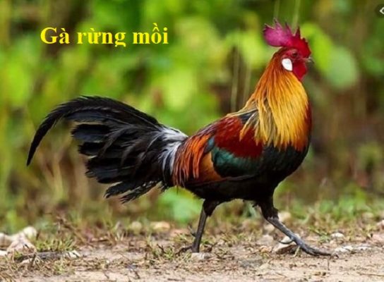 gà mồi rừng