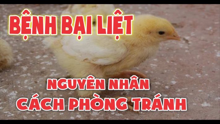 gà chọi bị bại liệt