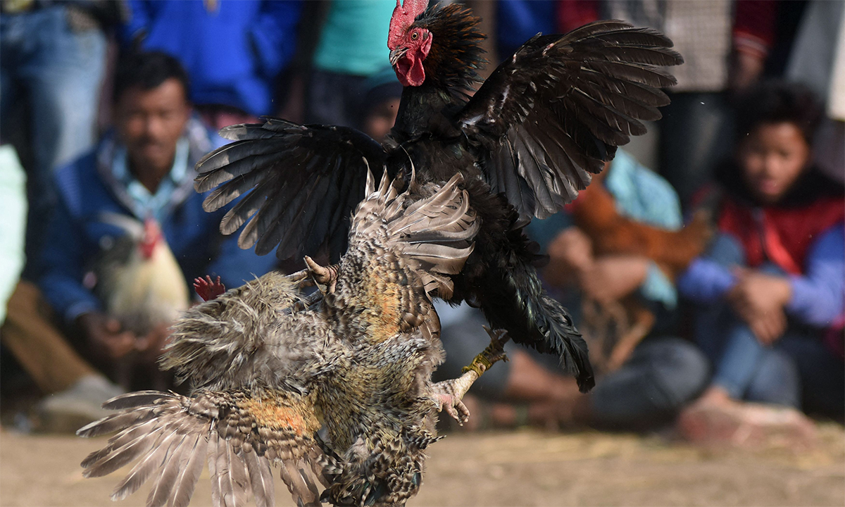 Gà đá đòn dọc