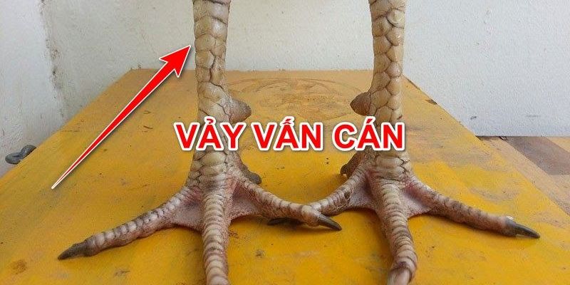 Vảy Gà Vấn Cán