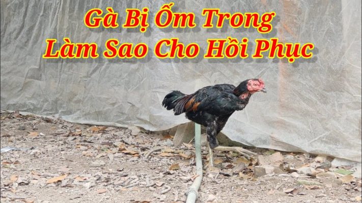 ga bi om trong teo luong