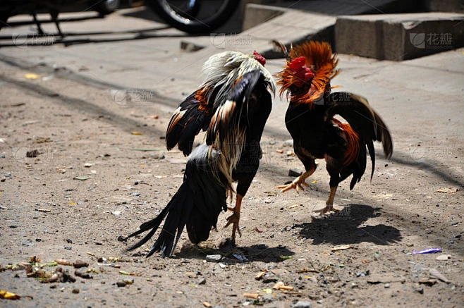 lịch tập luyện cho gà chọi